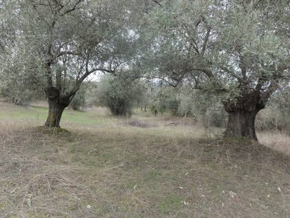 Agriculture Land для продажи - North Evia