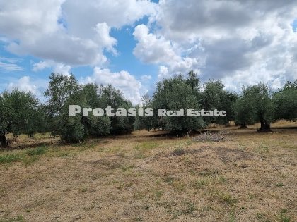 Land for Sale Taxiarchis, North Evia (code P-618)