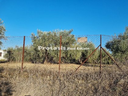 Agriculture Land for Sale Taxiarchis, North Evia (code P-757)