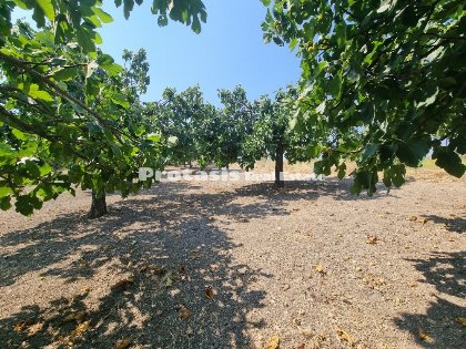 Agriculture Land למכירה Taxiarchis, North Evia (קוד P-856)