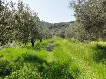 Agriculture Land for Sale Neos Pyrgos, North Evia (code P-196)